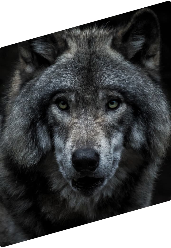 Lobo perfil